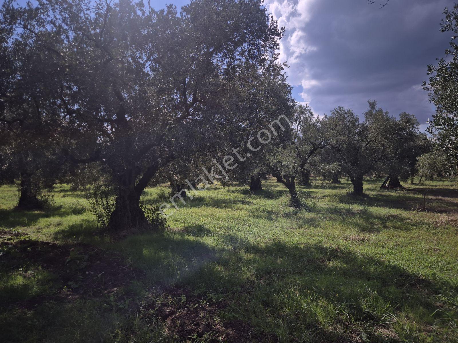 Limax'tan İznik Gölü Ve Ana Yola Yakın Zeytin Ağaçlı Tarla — fotoğraf 12