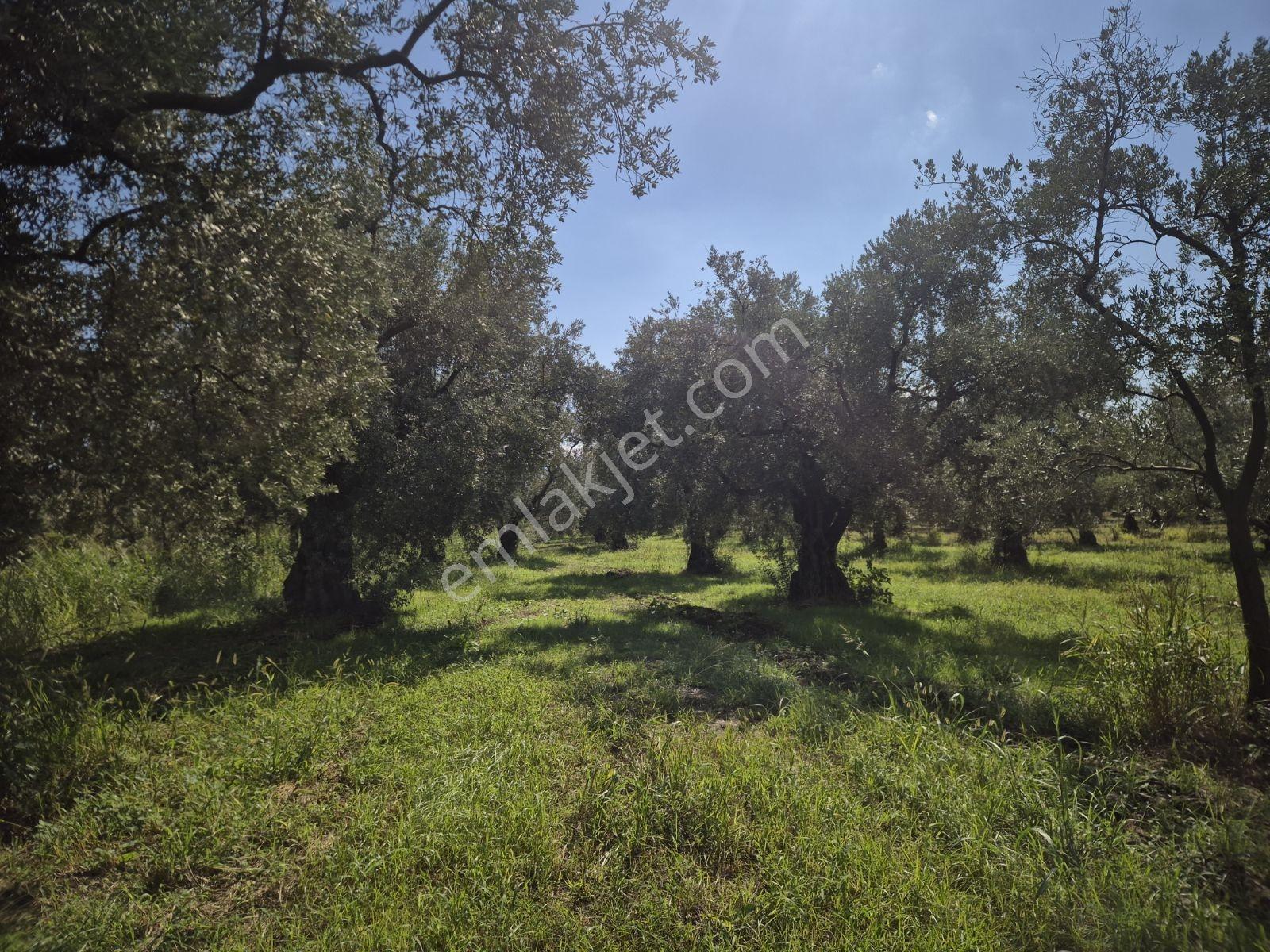 Limax'tan İznik Gölü Ve Ana Yola Yakın Zeytin Ağaçlı Tarla — fotoğraf 13