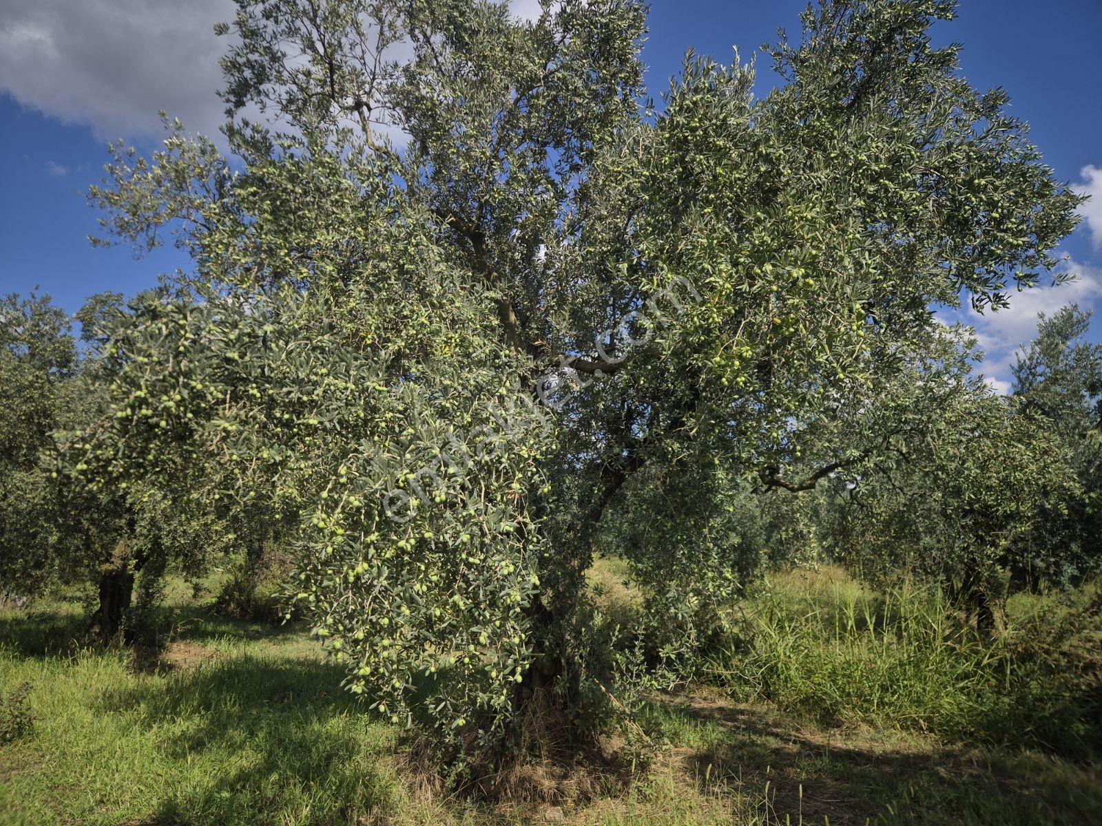 Limax'tan İznik Gölü Ve Ana Yola Yakın Zeytin Ağaçlı Tarla — fotoğraf 14