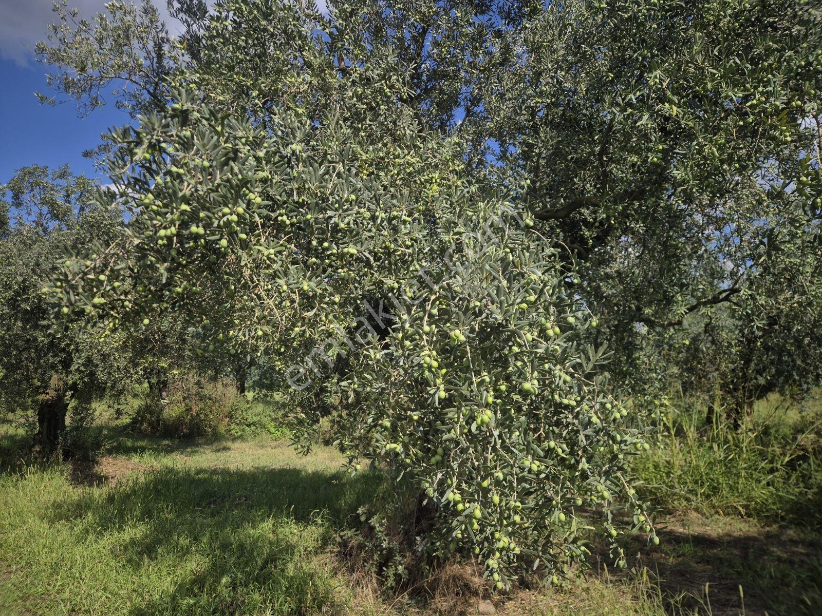 Limax'tan İznik Gölü Ve Ana Yola Yakın Zeytin Ağaçlı Tarla — fotoğraf 15