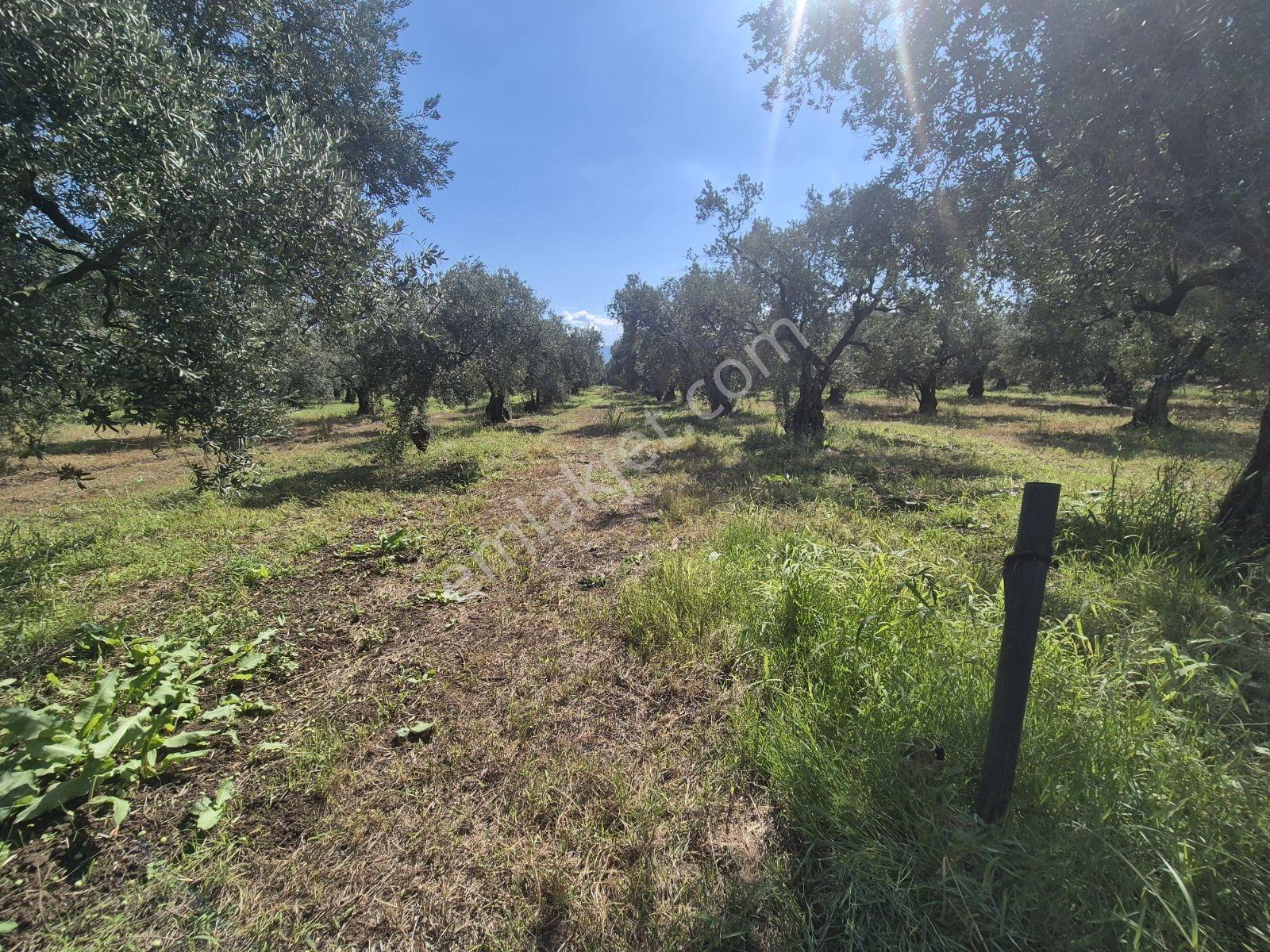 Limax'tan İznik Gölü Ve Ana Yola Yakın Zeytin Ağaçlı Tarla — fotoğraf 17
