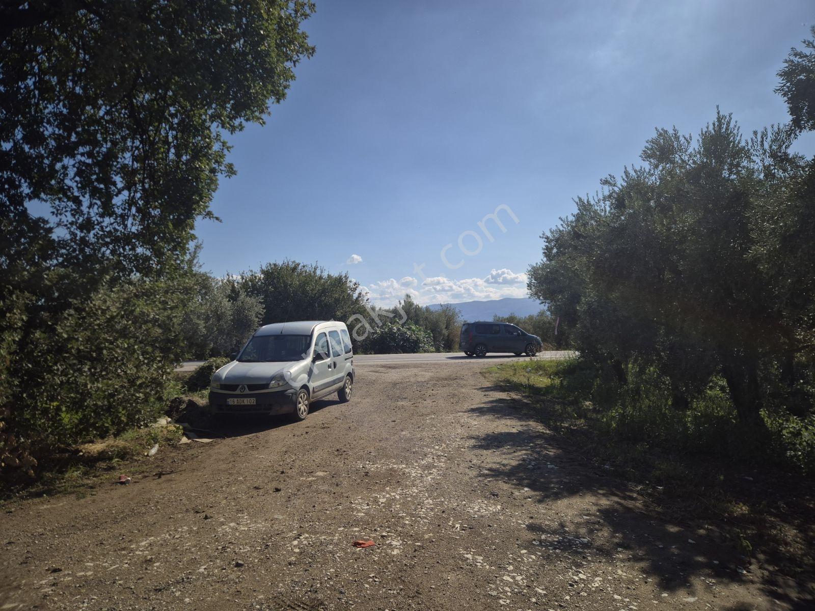 Limax'tan İznik Gölü Ve Ana Yola Yakın Zeytin Ağaçlı Tarla — fotoğraf 19
