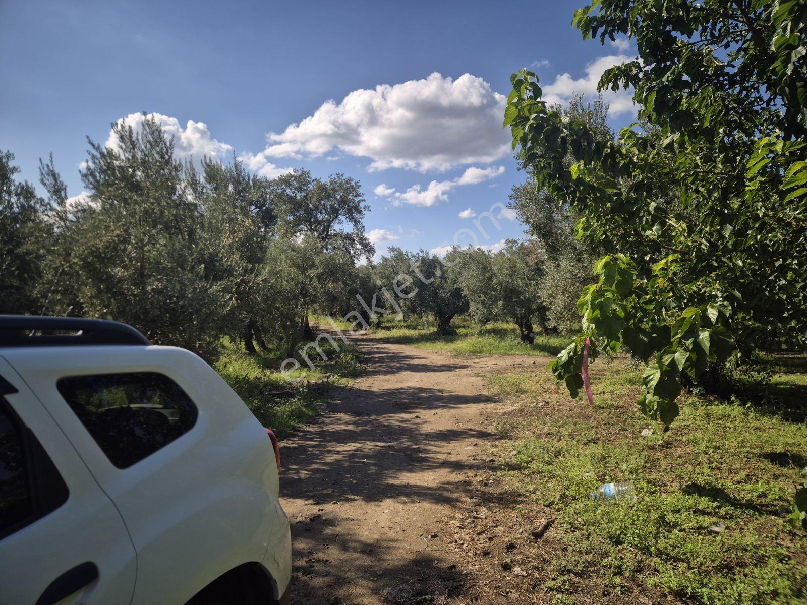 Limax'tan İznik Gölü Ve Ana Yola Yakın Zeytin Ağaçlı Tarla — fotoğraf 20