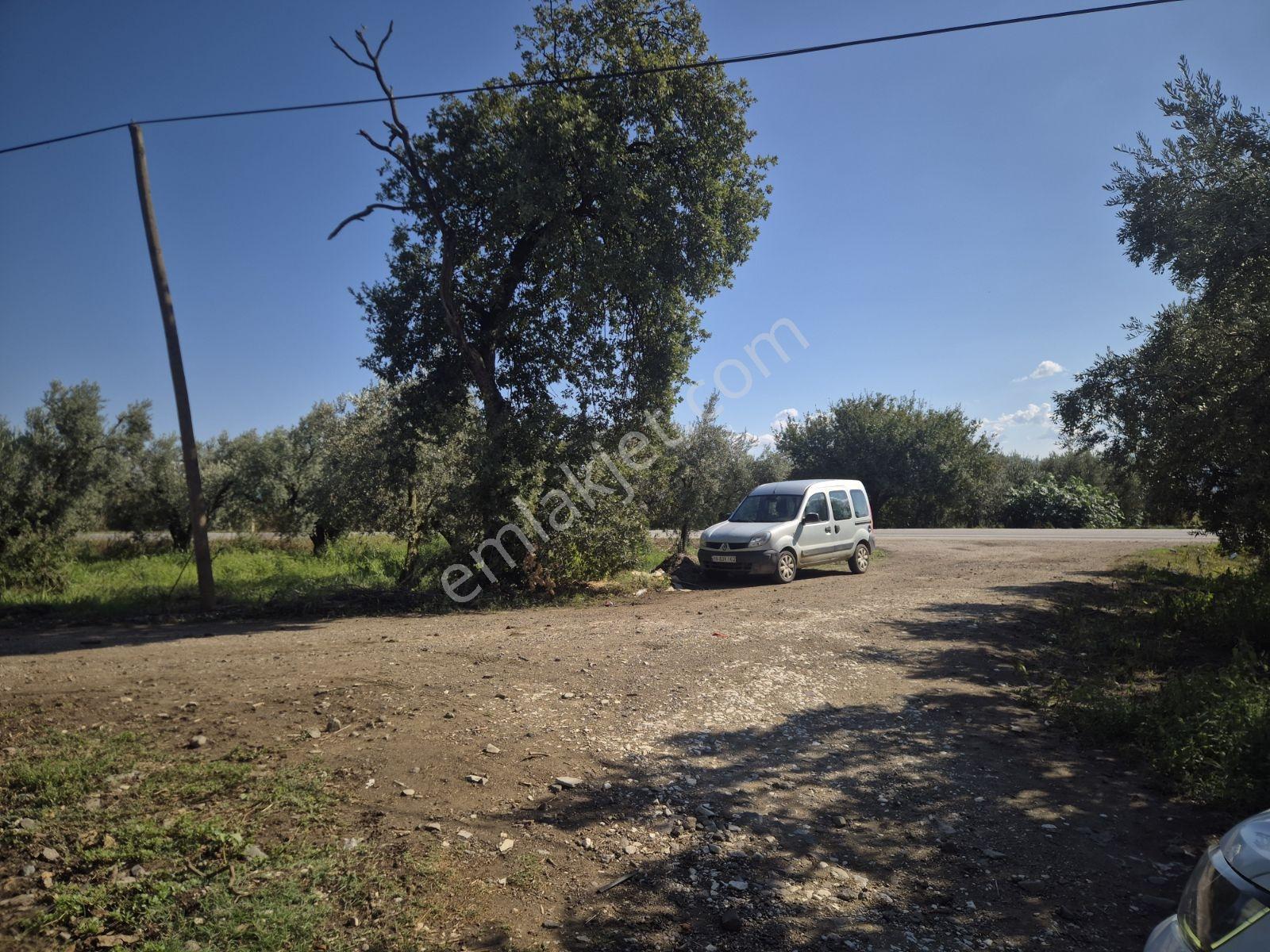 Limax'tan İznik Gölü Ve Ana Yola Yakın Zeytin Ağaçlı Tarla — fotoğraf 21