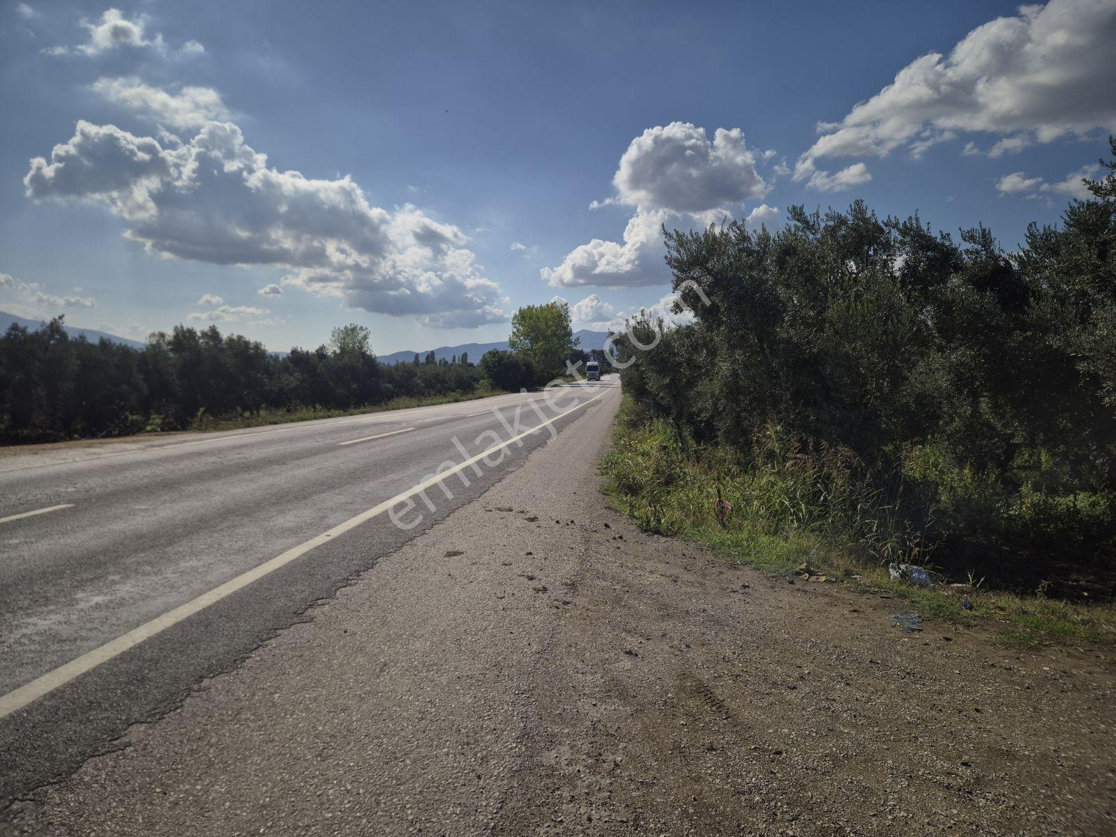 Limax'tan İznik Gölü Ve Ana Yola Yakın Zeytin Ağaçlı Tarla — fotoğraf 22