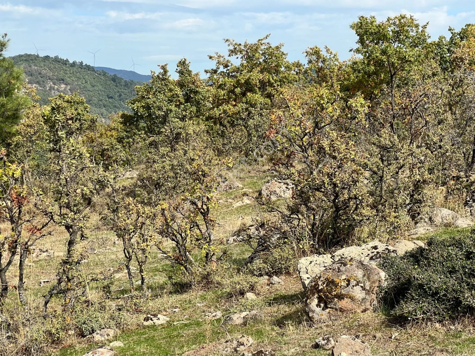 Havran Eğmir’de 4.704 M² Yola Yakın, Araçla Girilebilir Satılık Tarla — fotoğraf 3