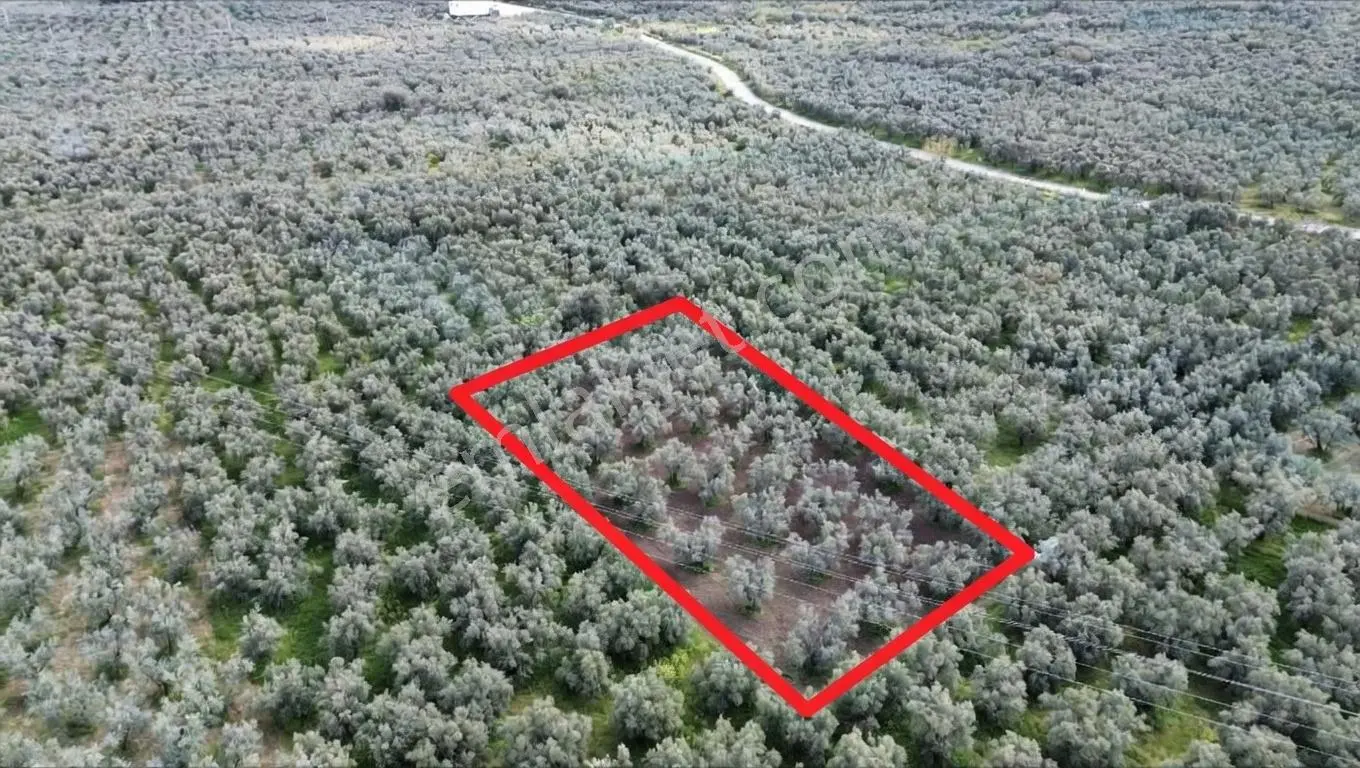 Ohangazi Sölöz De Yatırımlık & Fırsat Zeytinlik - 2.000 M²