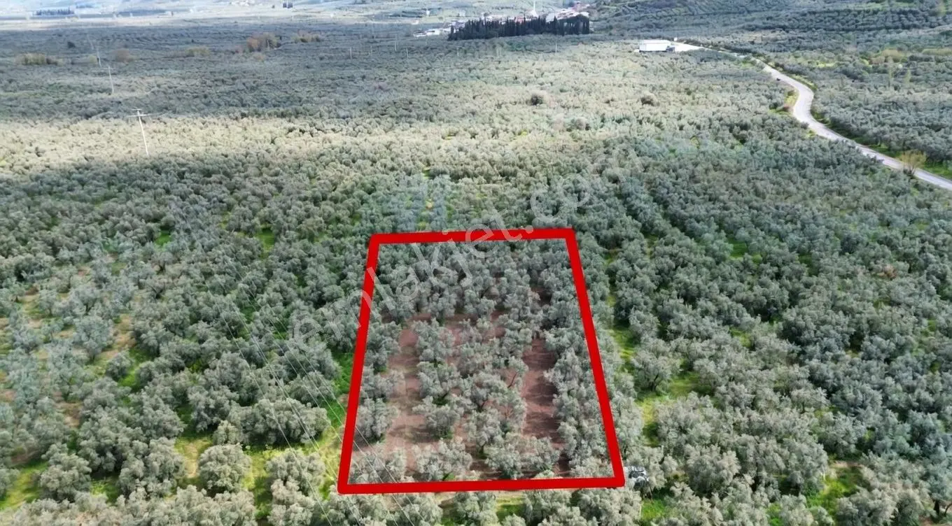 Ohangazi Sölöz De Yatırımlık & Fırsat Zeytinlik - 2.000 M² — fotoğraf 2