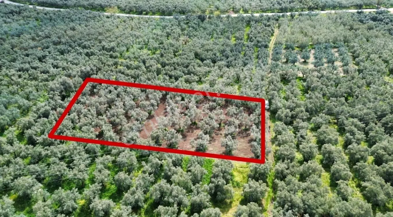 Ohangazi Sölöz De Yatırımlık & Fırsat Zeytinlik - 2.000 M² — fotoğraf 3
