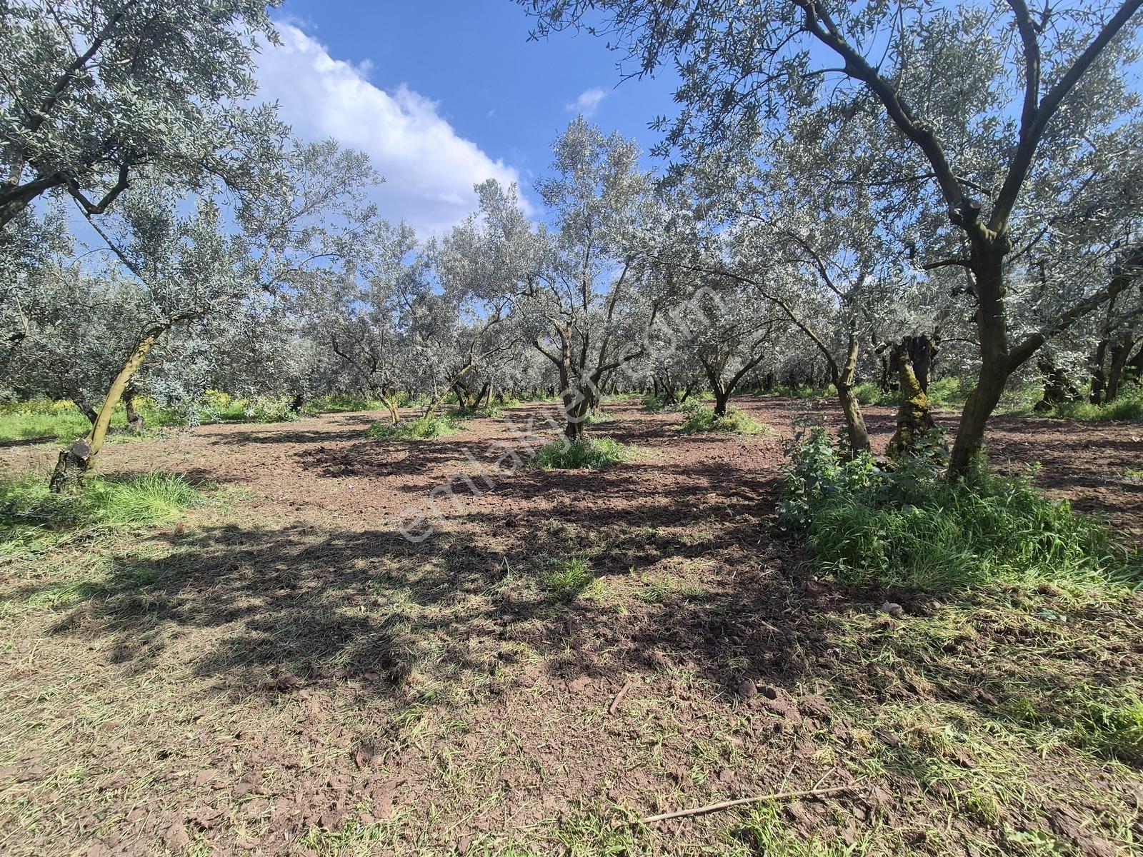 Ohangazi Sölöz De Yatırımlık & Fırsat Zeytinlik - 2.000 M² — fotoğraf 6