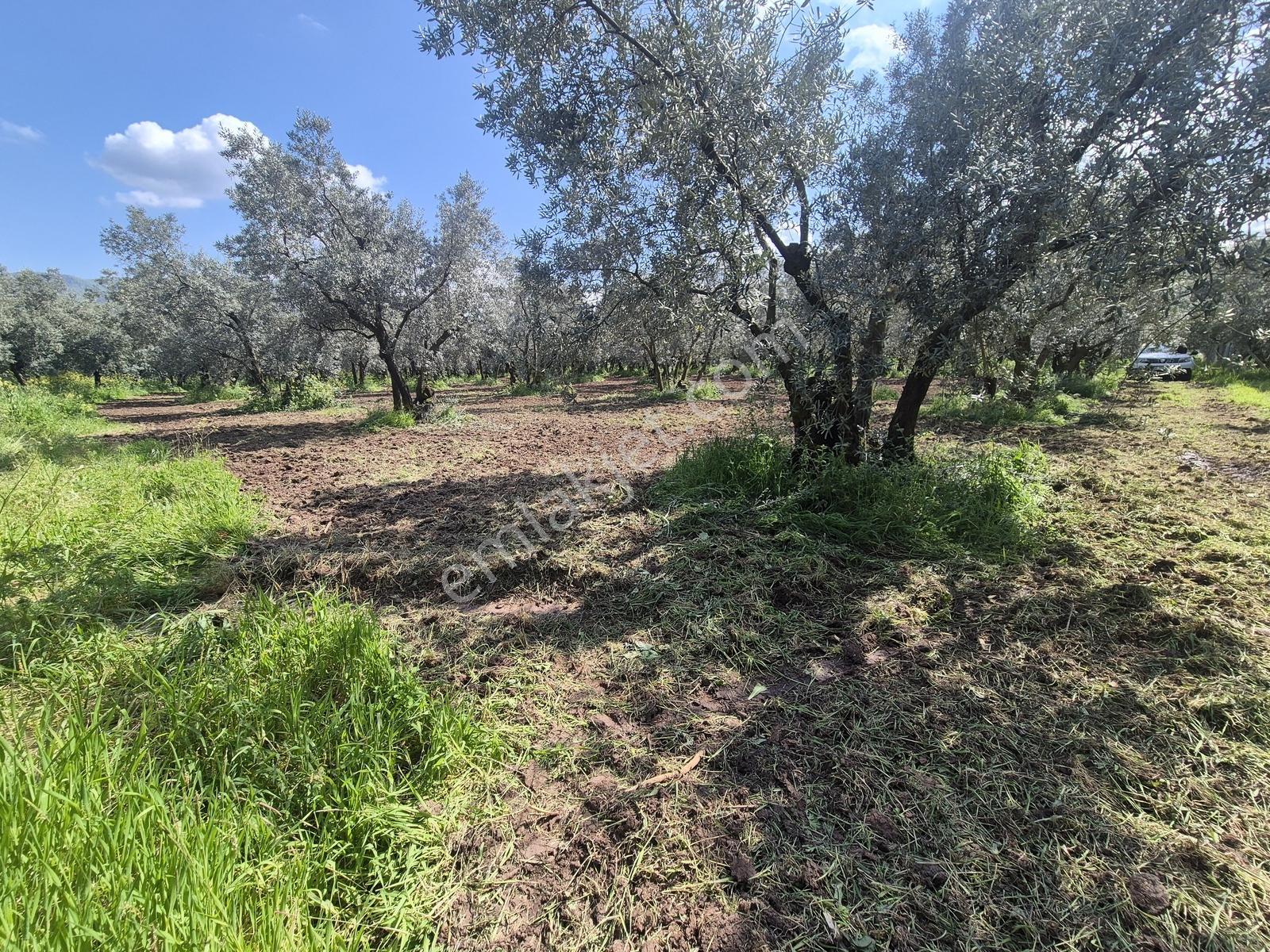 Ohangazi Sölöz De Yatırımlık & Fırsat Zeytinlik - 2.000 M² — fotoğraf 7