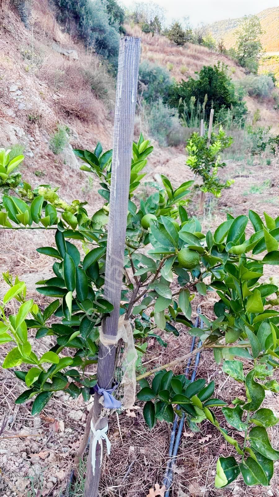 Alanya Gözübüyük'de Kurulu Düzen 8.862m2 Fırsat Tarla — fotoğraf 2