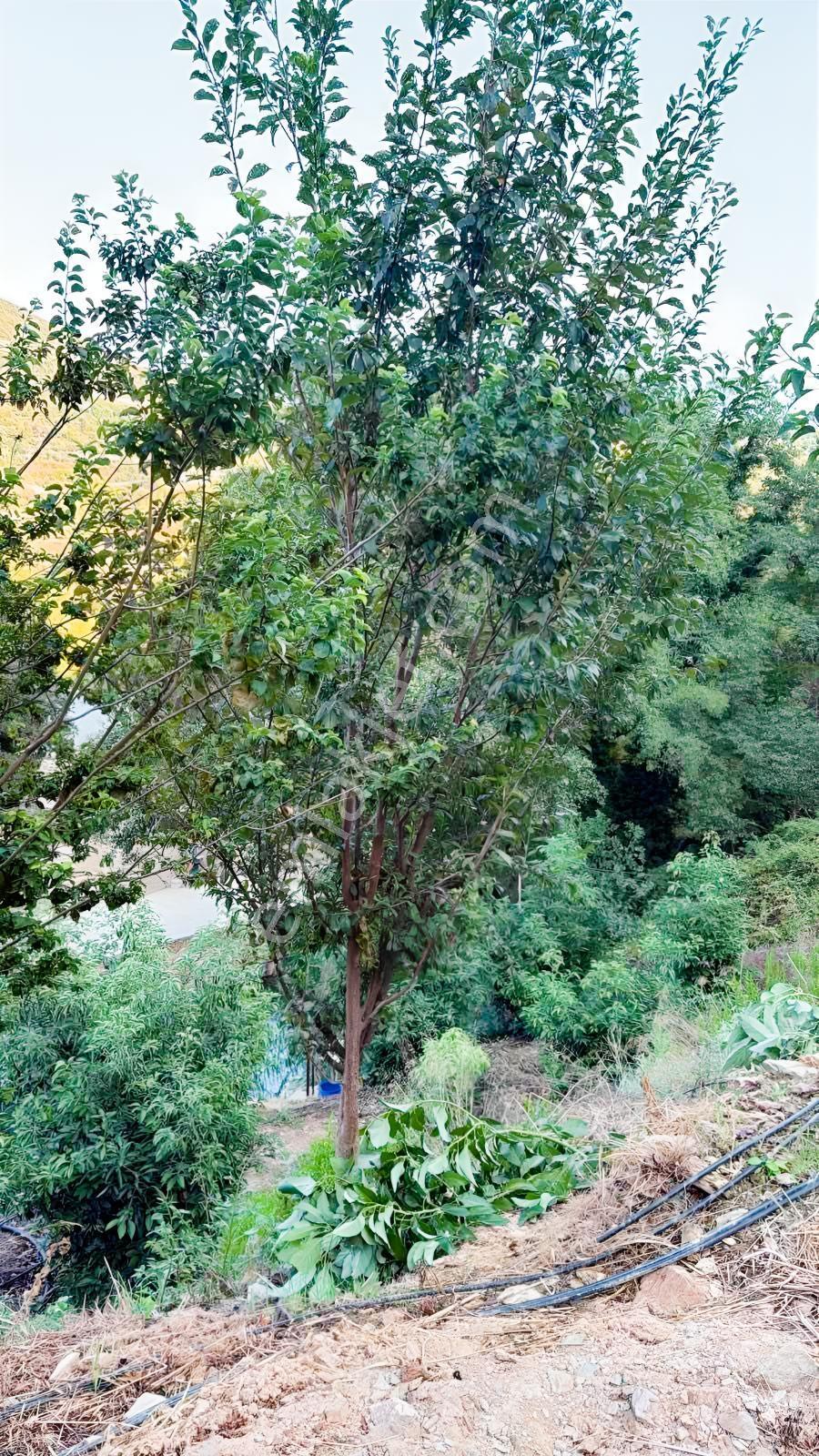 Alanya Gözübüyük'de Kurulu Düzen 8.862m2 Fırsat Tarla — fotoğraf 5