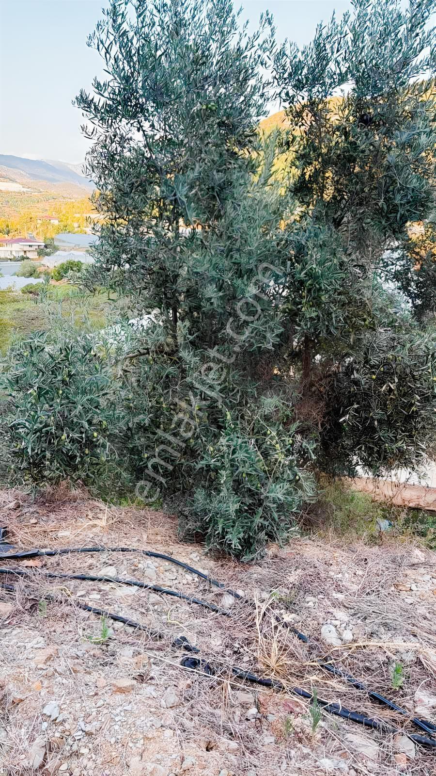 Alanya Gözübüyük'de Kurulu Düzen 8.862m2 Fırsat Tarla — fotoğraf 10