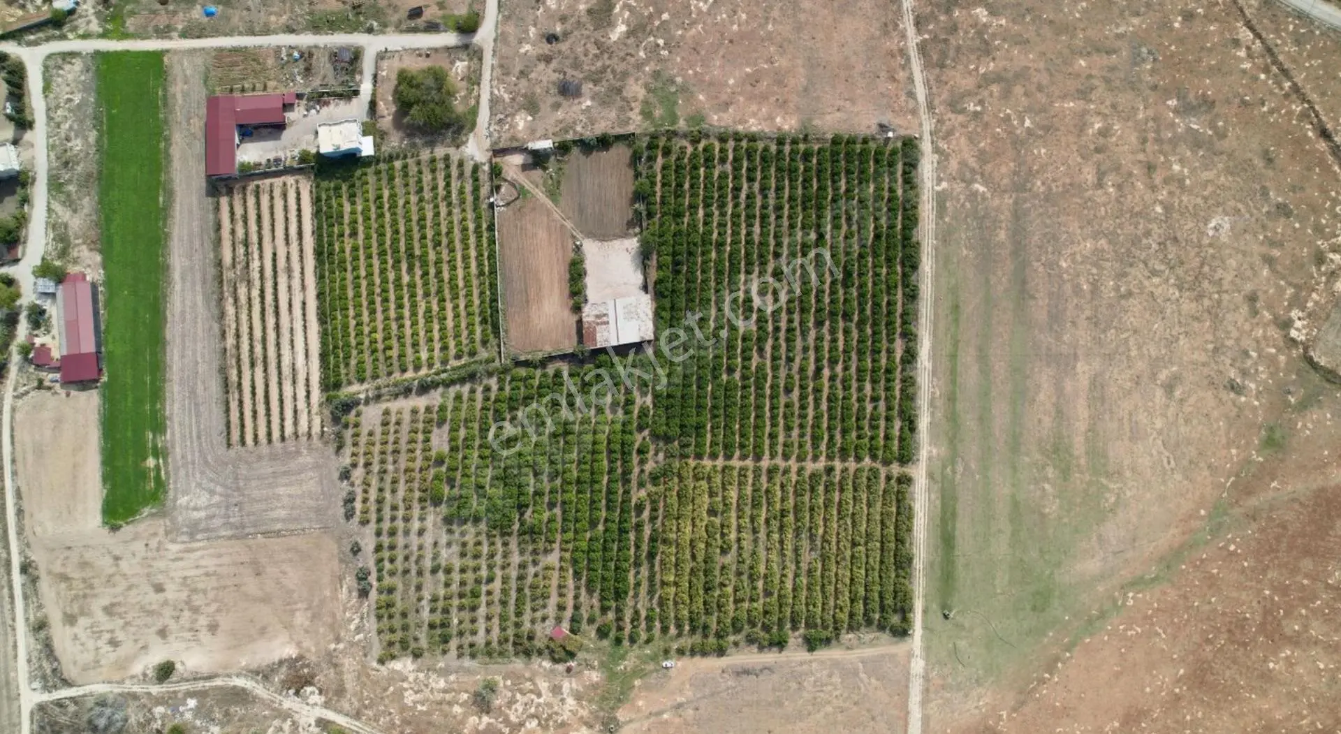 Yüreğir* Çotlu Tek Tapu 29945m2 Limon Nar *kiralık Bahçe* Veya Satlık 700 Adet Mayer 700nar-400enter — fotoğraf 2