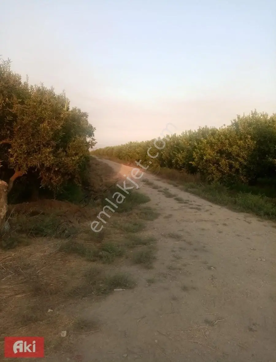 Aki Gayrimenkul Den Tek Tapu / Yenidam / 270 Dönüm / Tarla Çiftlik / İcarada Olur — fotoğraf 2
