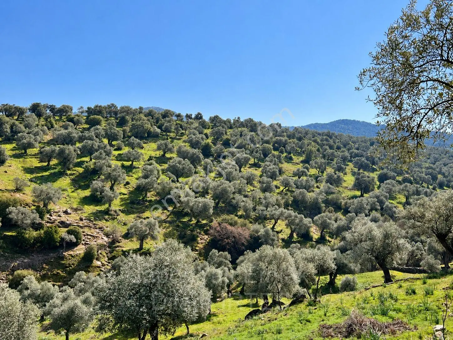 Aydın Karpuzlu’da 257 Dönüm Satılık Zeytinlik — fotoğraf 7