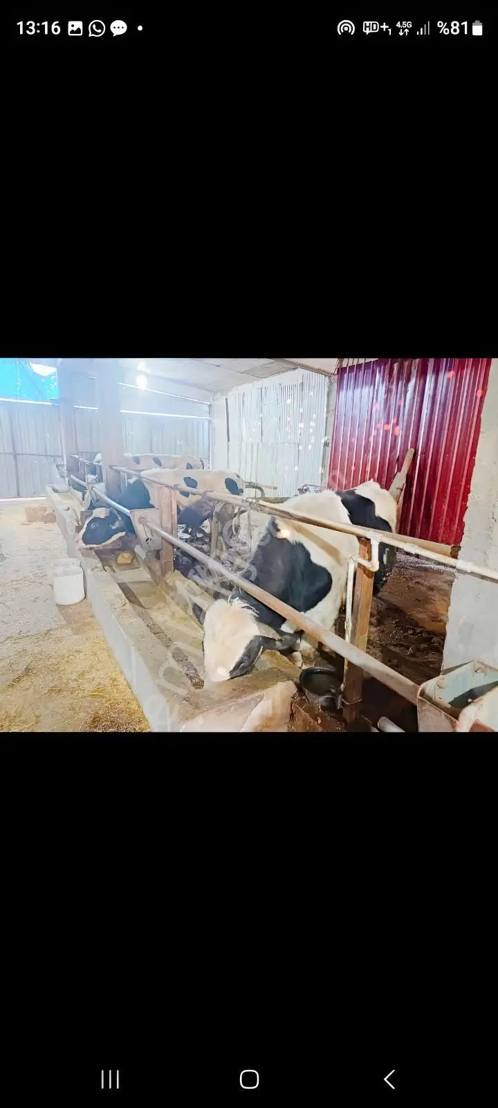 Tepebaşı Gökdere De 12 Dönüm Besihane — fotoğraf 7