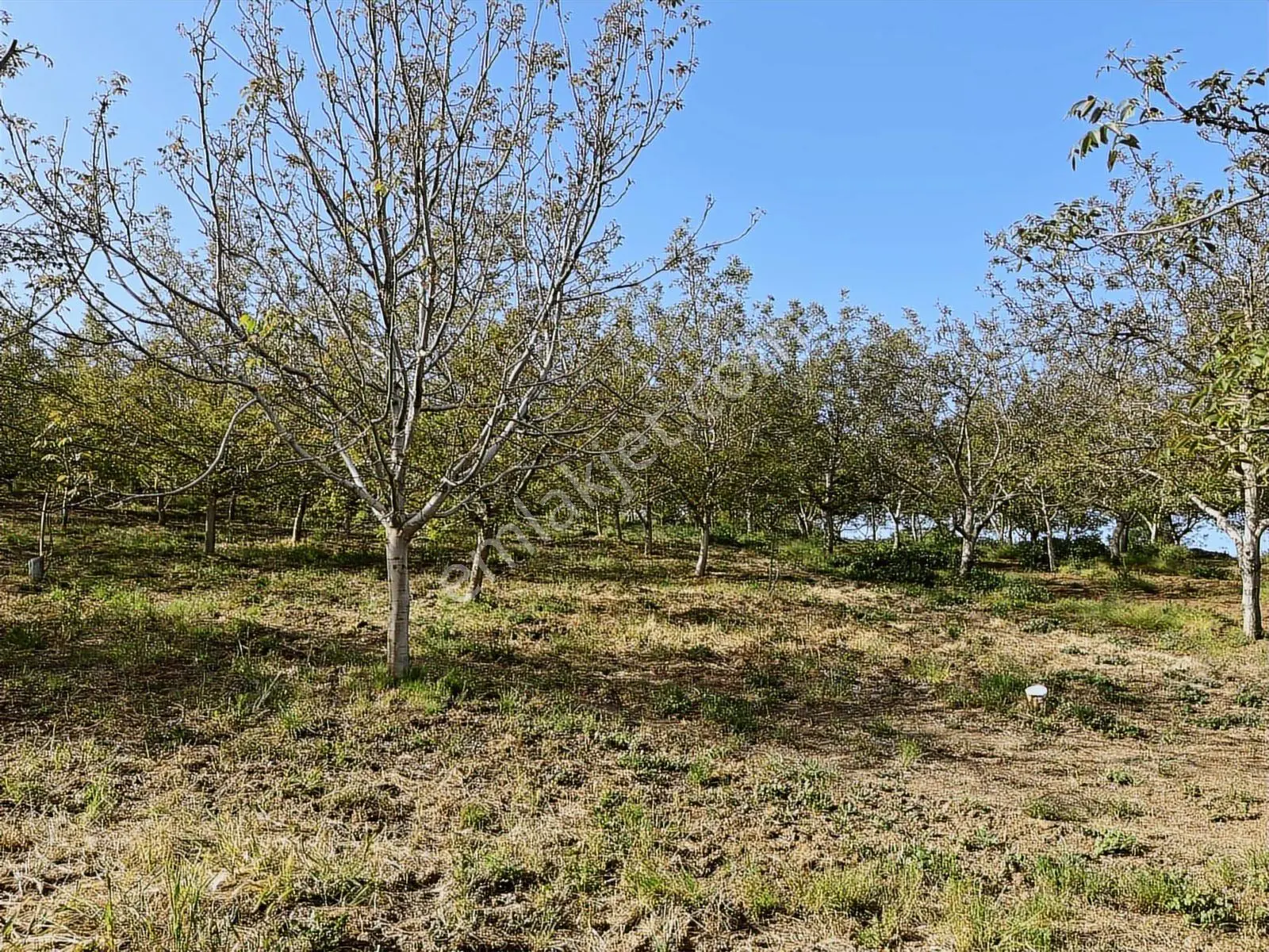 Yalakdere'De 5.949 M2 Yetişkin 135 Ağaçlı Ceviz Bahçesi