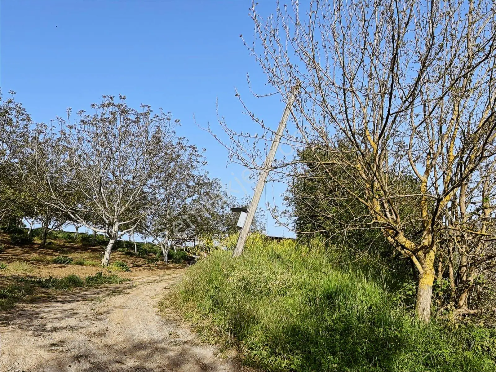 Yalakdere'de 5.949 M2 Yetişkin 135 Ağaçlı Ceviz Bahçesi — fotoğraf 2