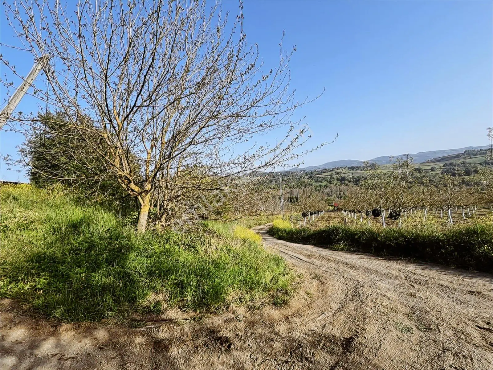 Yalakdere'de 5.949 M2 Yetişkin 135 Ağaçlı Ceviz Bahçesi — fotoğraf 3