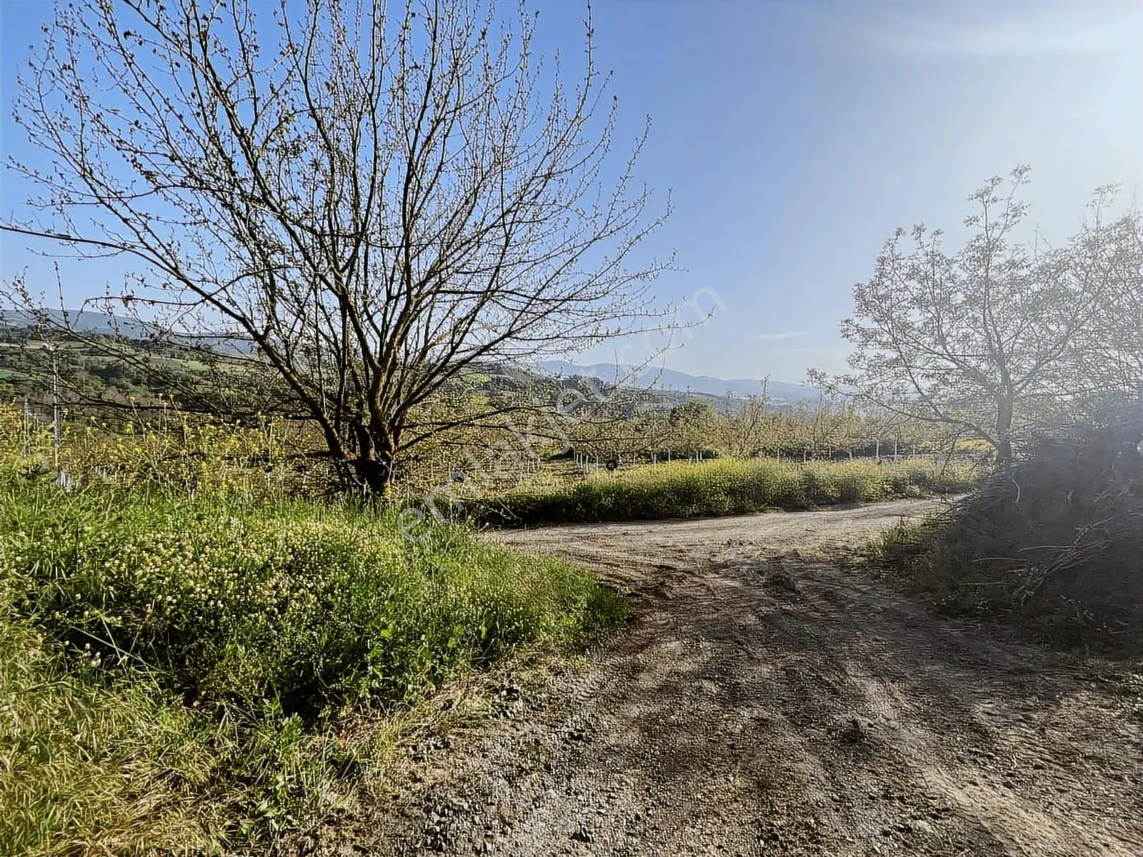 Yalakdere'de 5.949 M2 Yetişkin 135 Ağaçlı Ceviz Bahçesi — fotoğraf 4