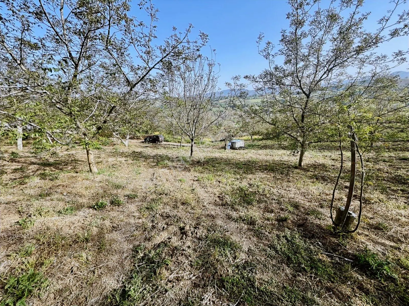 Yalakdere'de 5.949 M2 Yetişkin 135 Ağaçlı Ceviz Bahçesi — fotoğraf 5