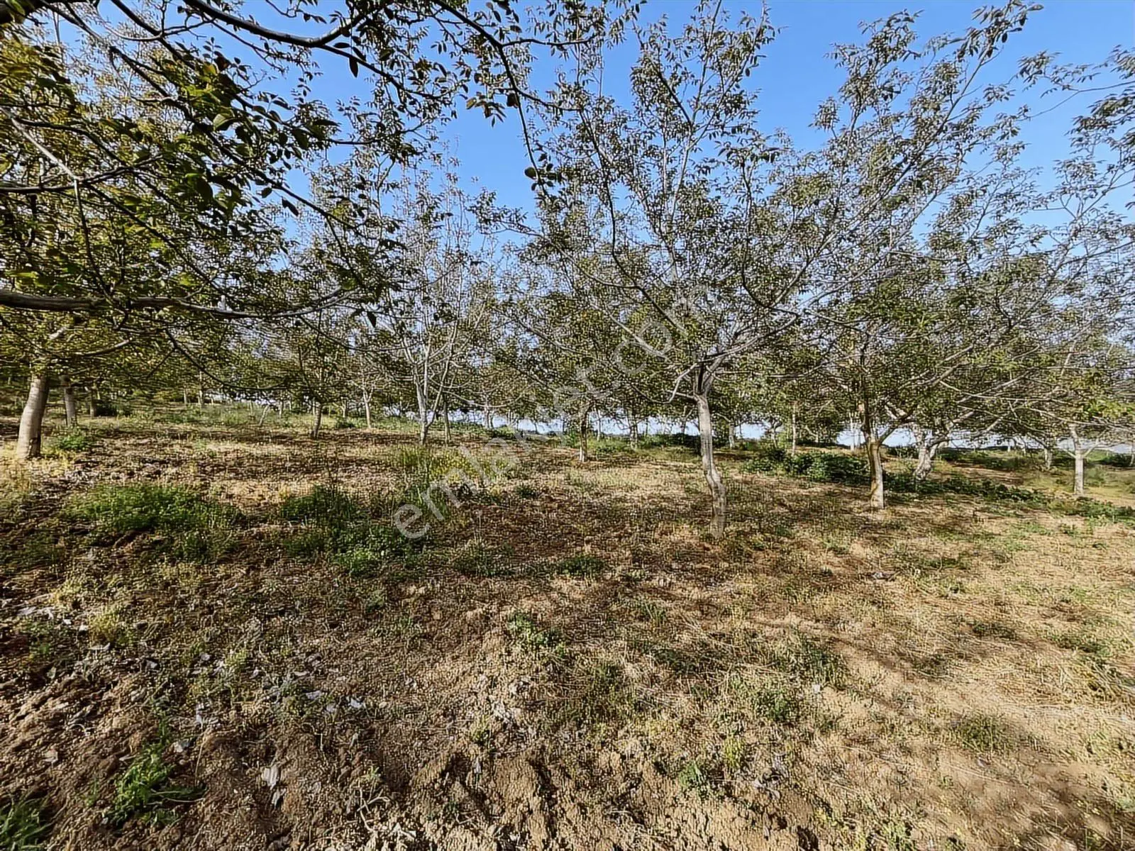 Yalakdere'de 5.949 M2 Yetişkin 135 Ağaçlı Ceviz Bahçesi — fotoğraf 6