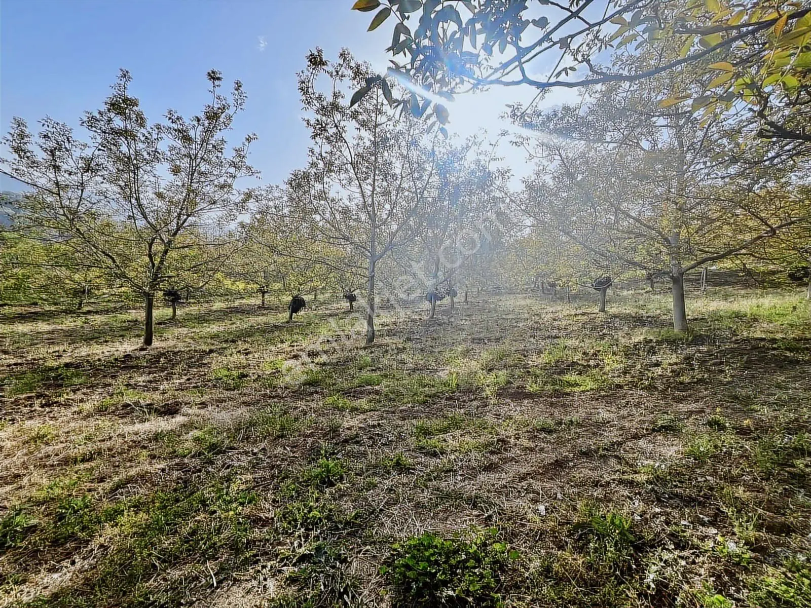 Yalakdere'de 5.949 M2 Yetişkin 135 Ağaçlı Ceviz Bahçesi — fotoğraf 7