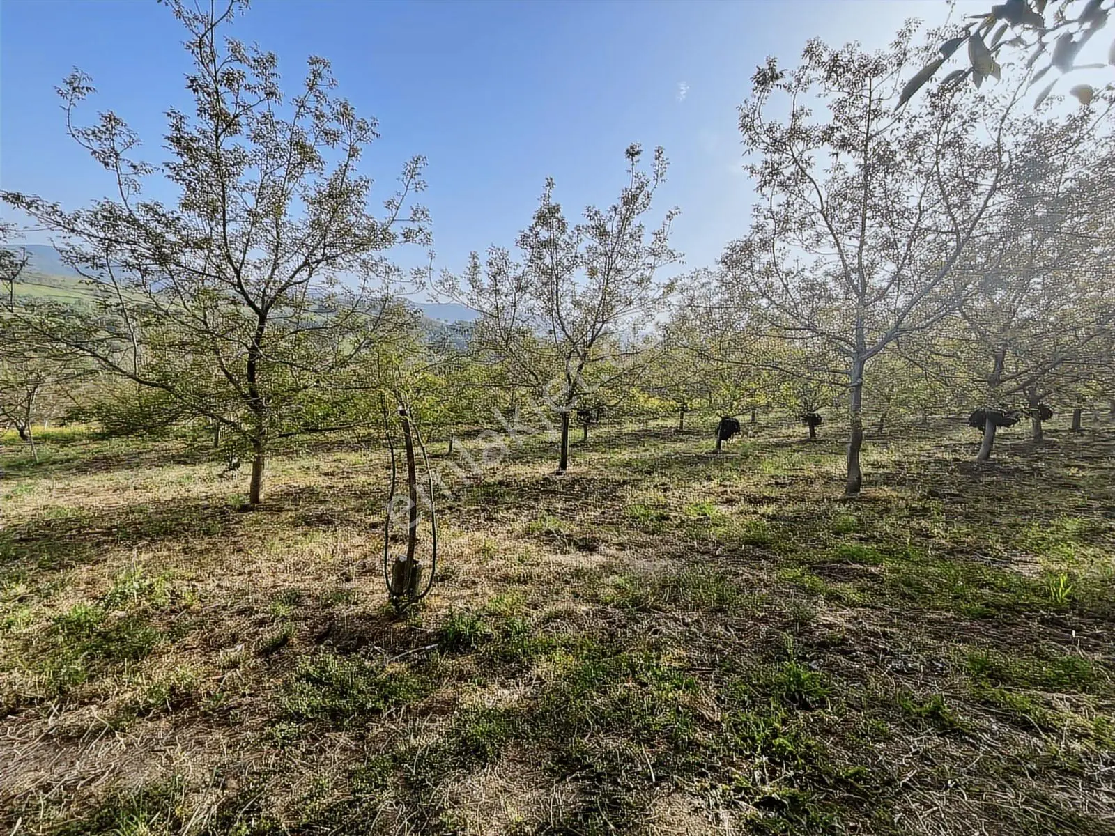 Yalakdere'de 5.949 M2 Yetişkin 135 Ağaçlı Ceviz Bahçesi — fotoğraf 8