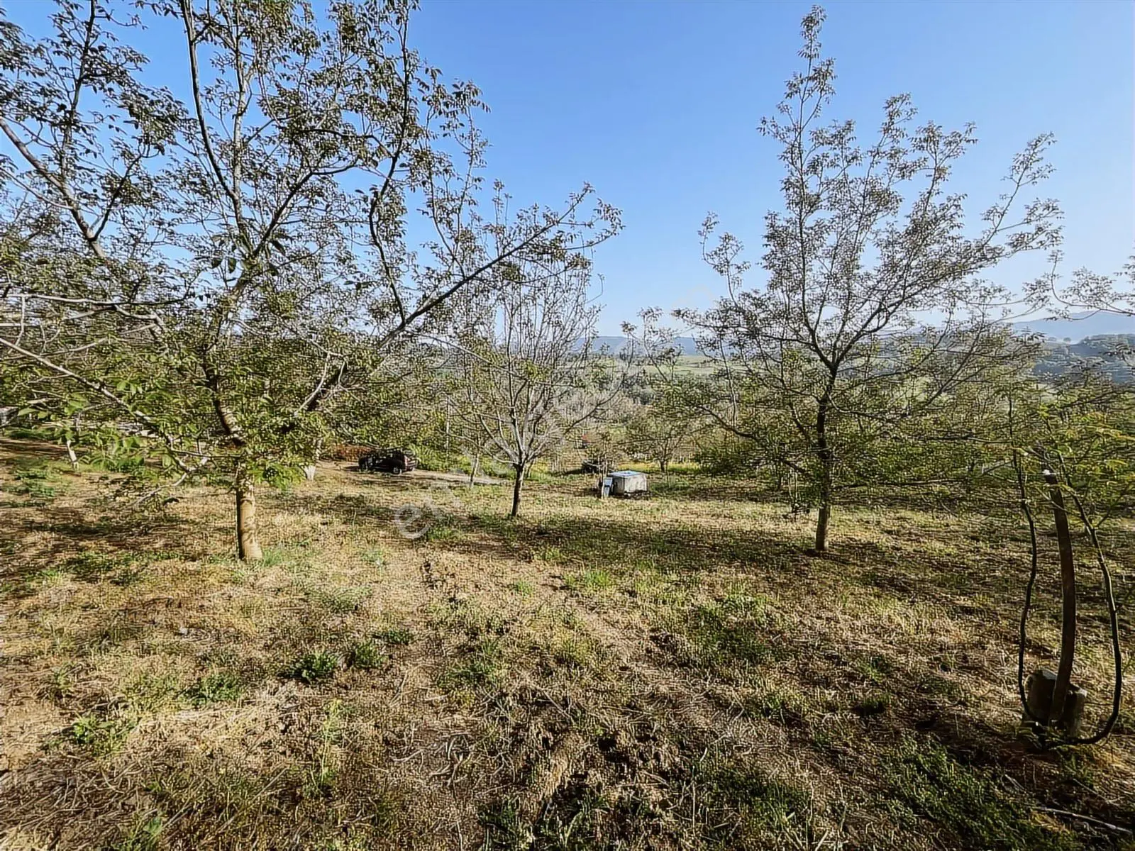 Yalakdere'de 5.949 M2 Yetişkin 135 Ağaçlı Ceviz Bahçesi — fotoğraf 9