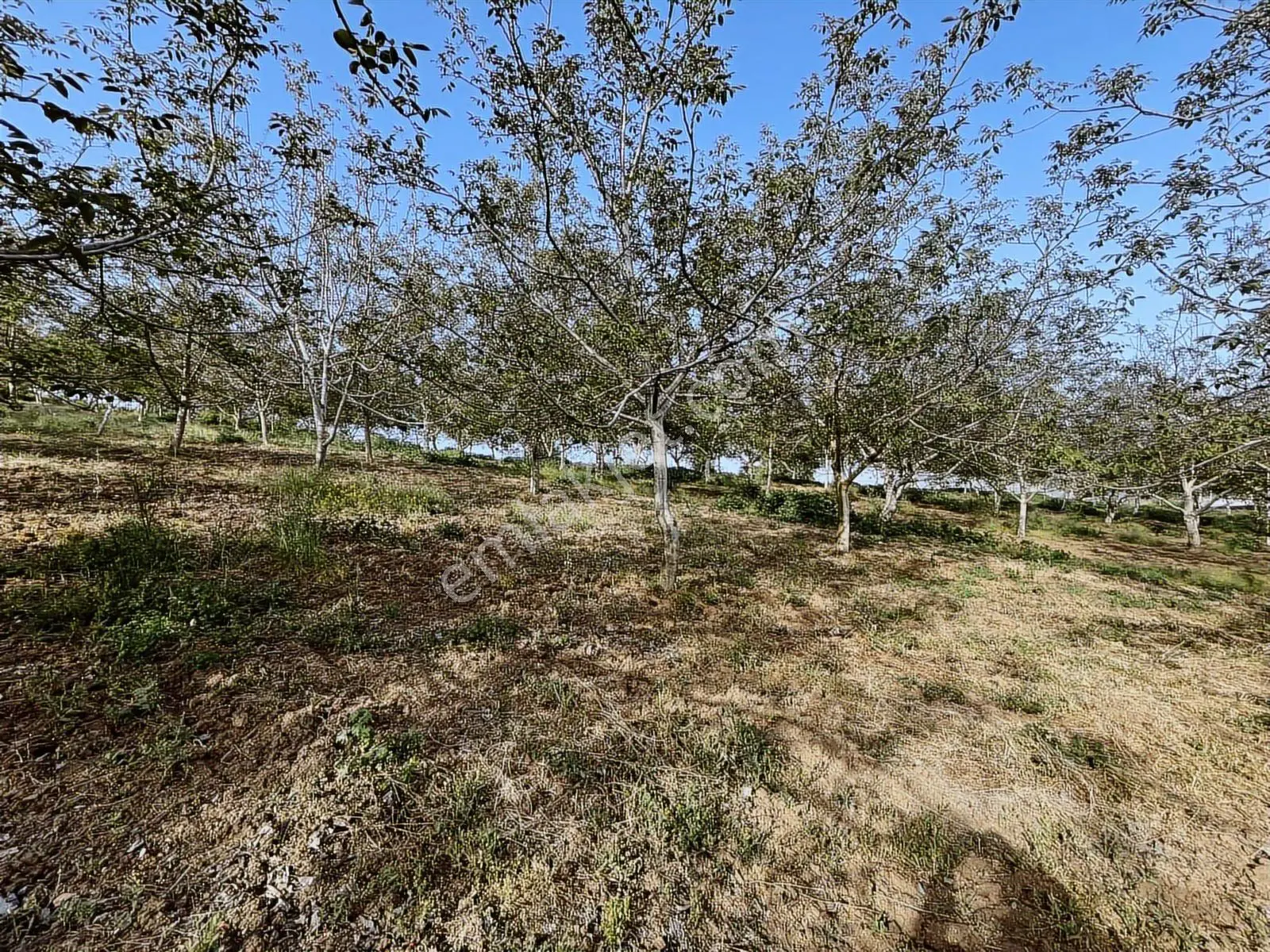 Yalakdere'de 5.949 M2 Yetişkin 135 Ağaçlı Ceviz Bahçesi — fotoğraf 10