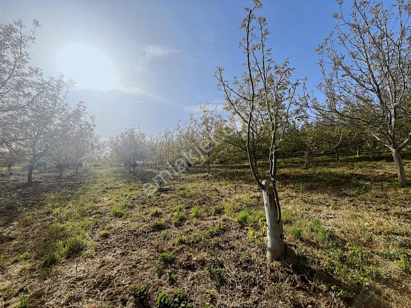 Yalakdere'de 5.949 M2 Yetişkin 135 Ağaçlı Ceviz Bahçesi — fotoğraf 11