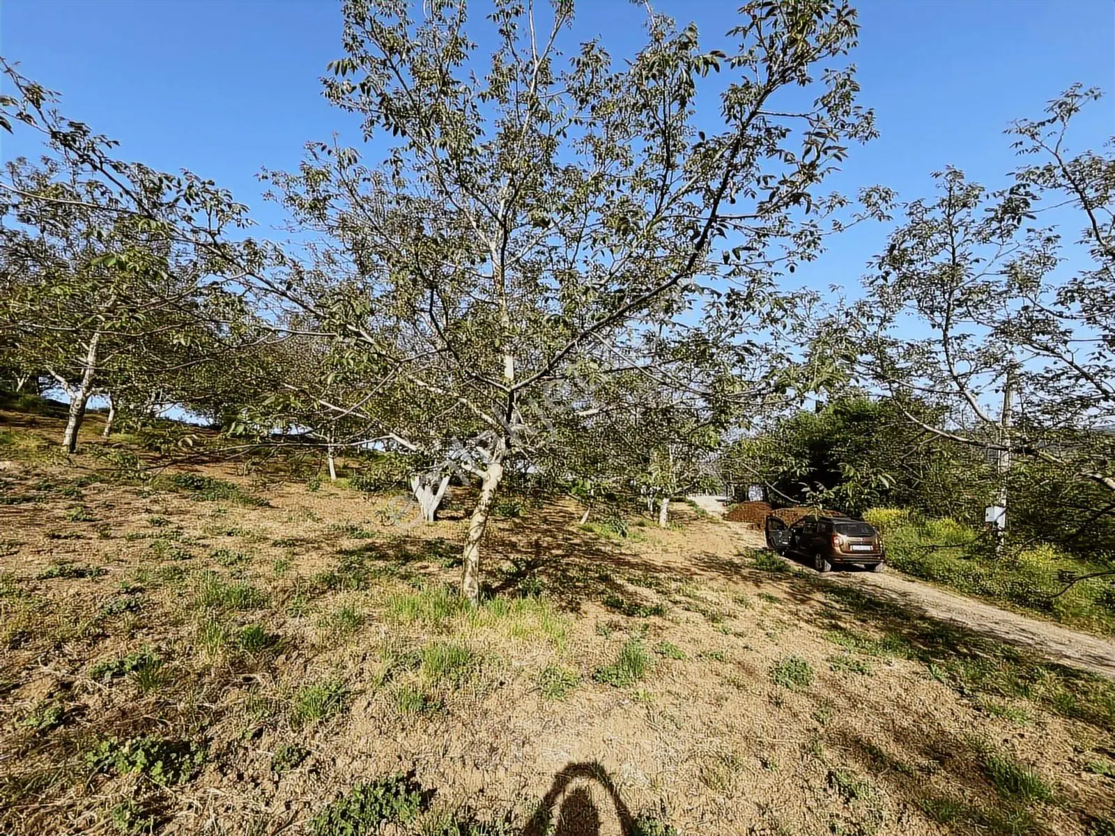Yalakdere'de 5.949 M2 Yetişkin 135 Ağaçlı Ceviz Bahçesi — fotoğraf 12