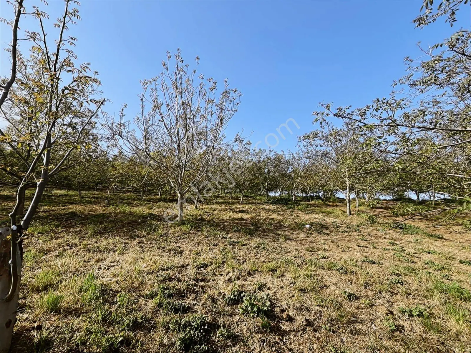 Yalakdere'de 5.949 M2 Yetişkin 135 Ağaçlı Ceviz Bahçesi — fotoğraf 13