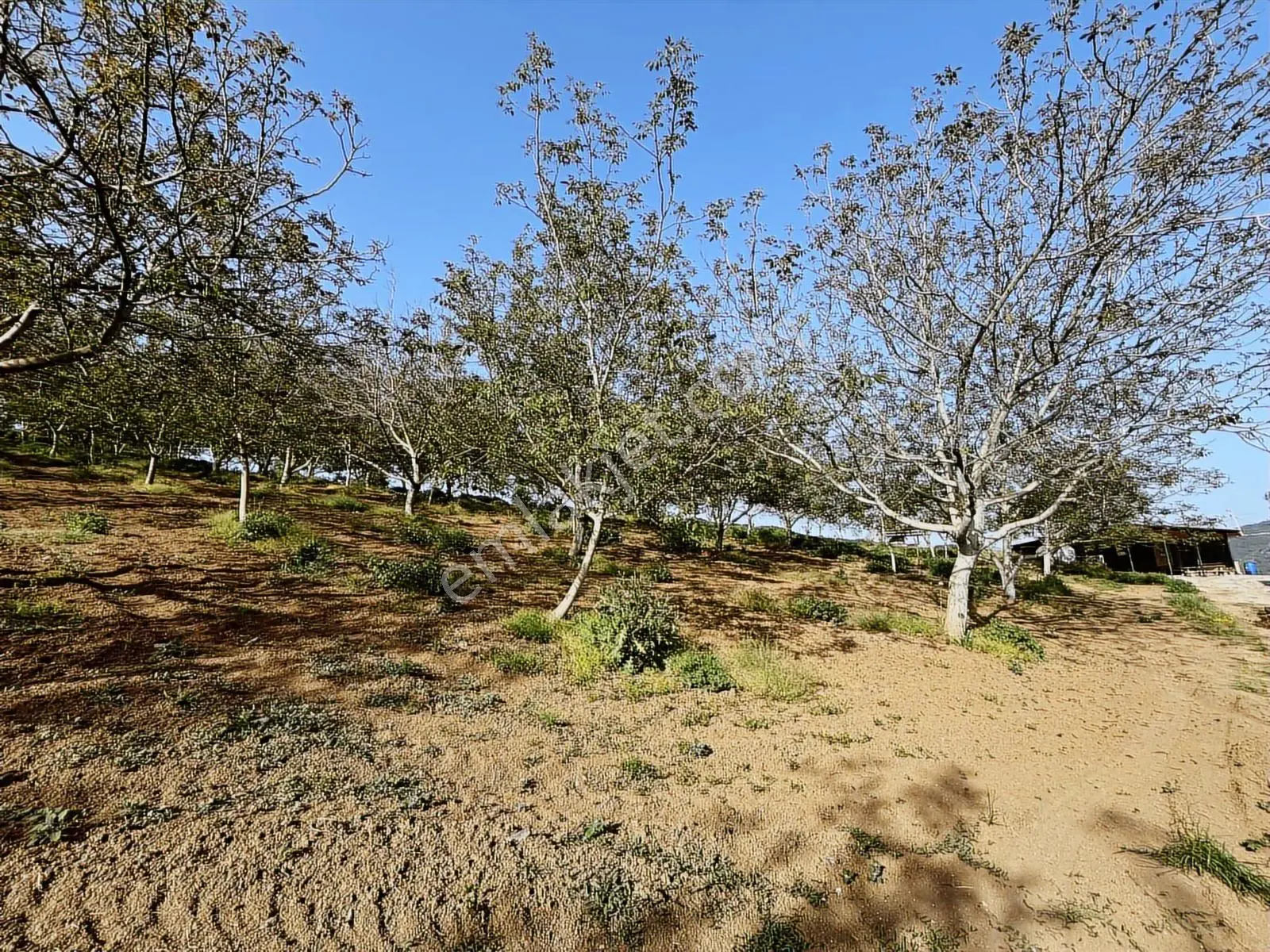 Yalakdere'de 5.949 M2 Yetişkin 135 Ağaçlı Ceviz Bahçesi — fotoğraf 14