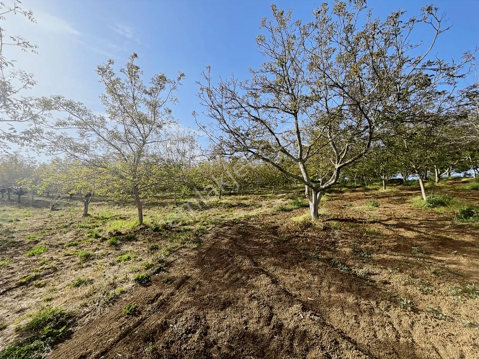 Yalakdere'de 5.949 M2 Yetişkin 135 Ağaçlı Ceviz Bahçesi — fotoğraf 15