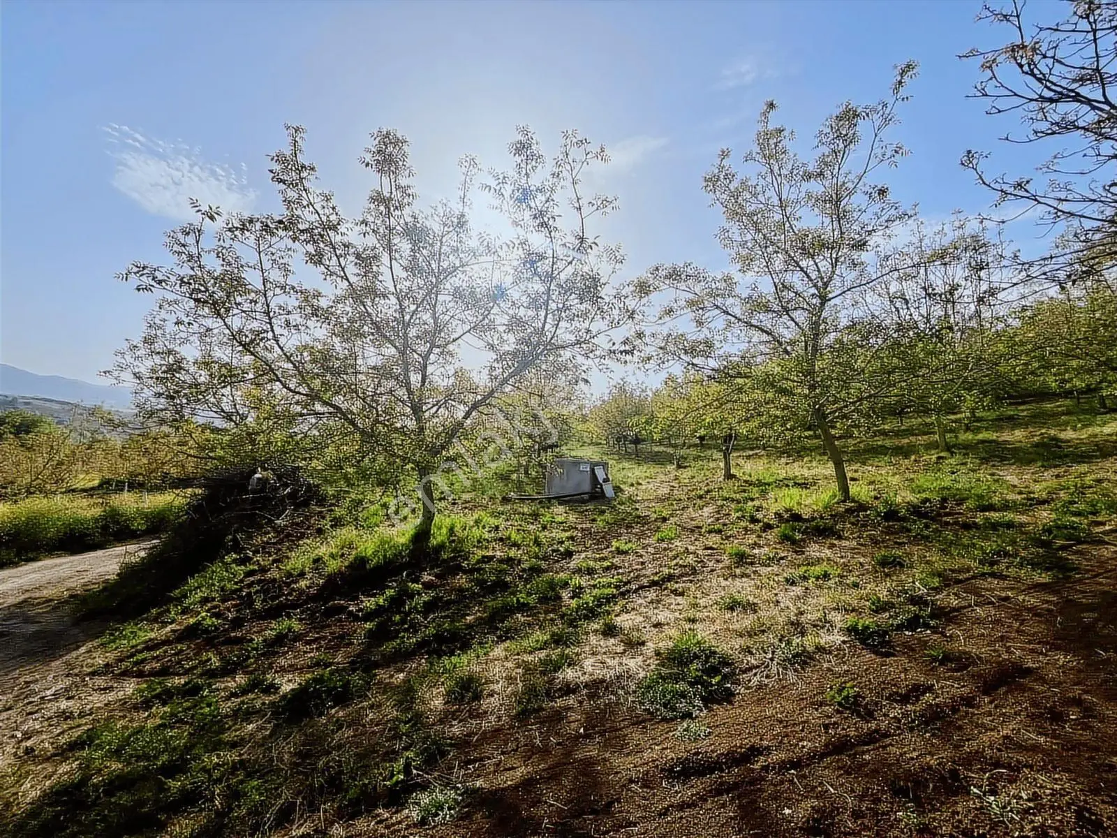 Yalakdere'de 5.949 M2 Yetişkin 135 Ağaçlı Ceviz Bahçesi — fotoğraf 16
