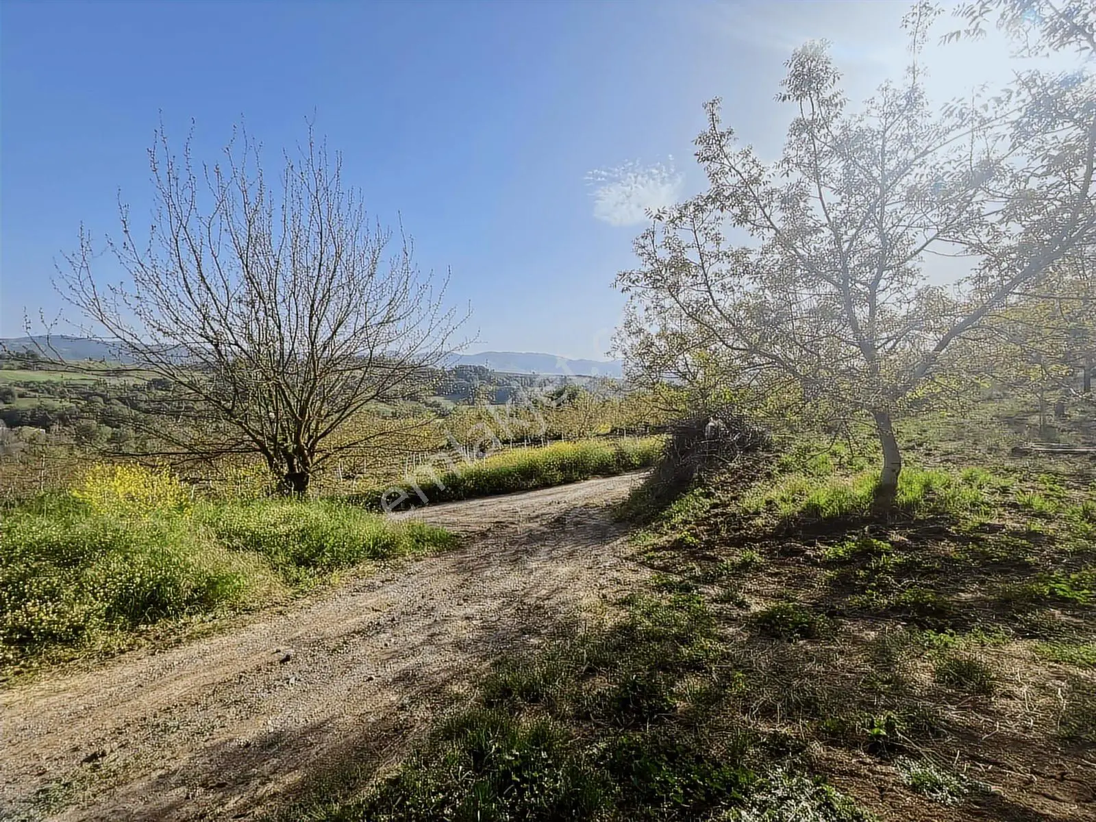 Yalakdere'de 5.949 M2 Yetişkin 135 Ağaçlı Ceviz Bahçesi — fotoğraf 17