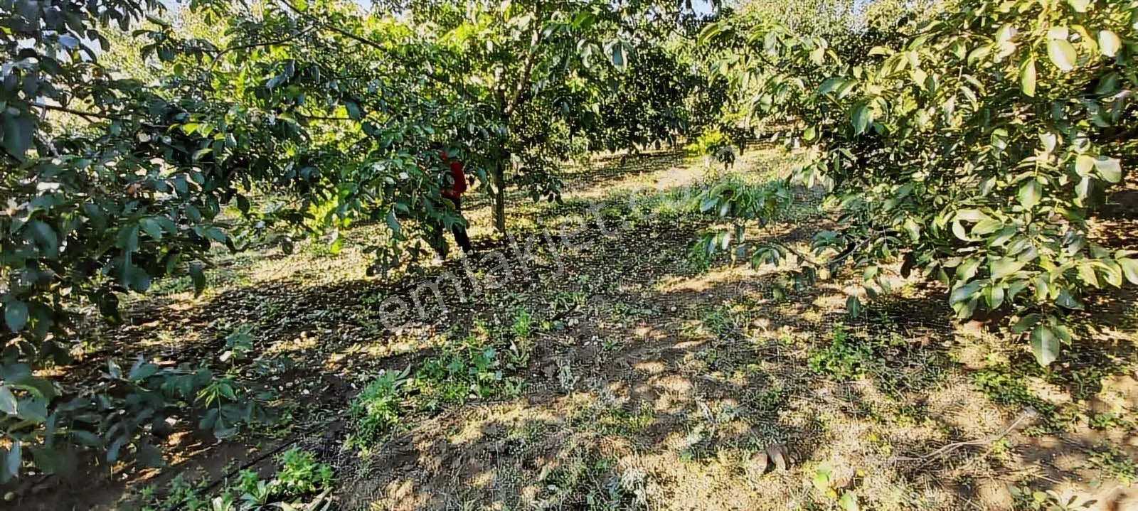 Yalakdere'de 5.949 M2 Yetişkin 135 Ağaçlı Ceviz Bahçesi — fotoğraf 20