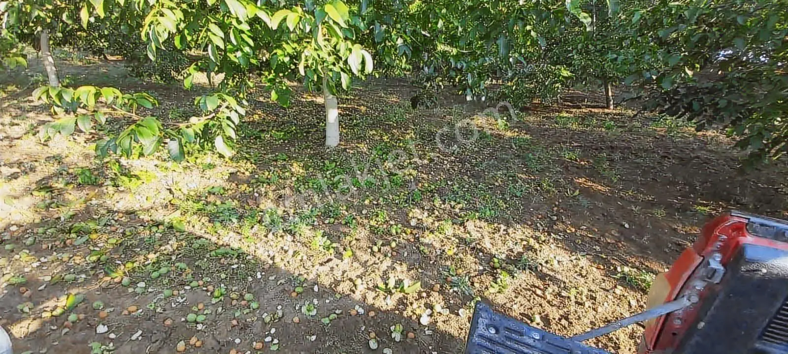 Yalakdere'de 5.949 M2 Yetişkin 135 Ağaçlı Ceviz Bahçesi — fotoğraf 21