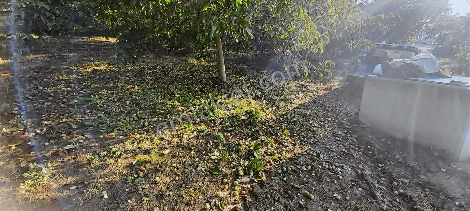 Yalakdere'de 5.949 M2 Yetişkin 135 Ağaçlı Ceviz Bahçesi — fotoğraf 22