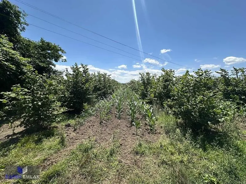 Zafer Emlak'tan Satılık 19.124 M2 Tarla — fotoğraf 4