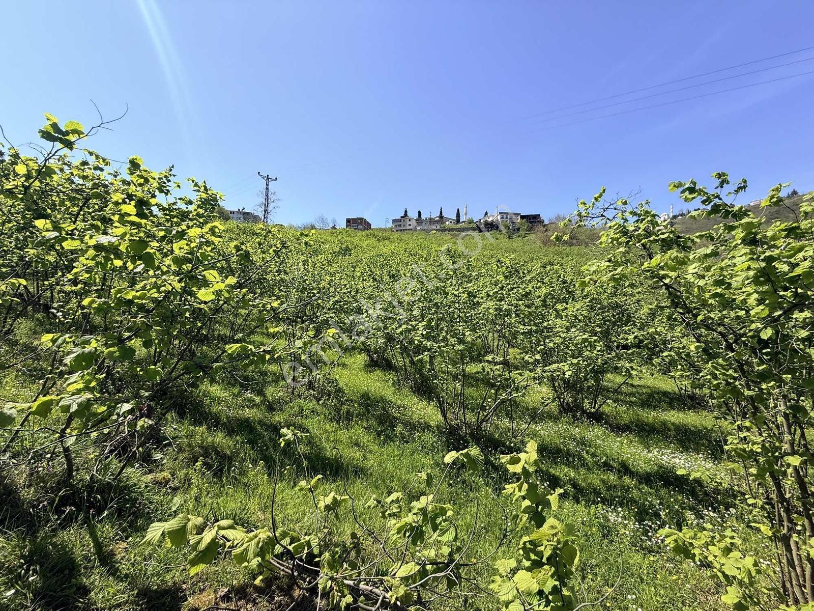 Ula Group'dan Gürbulak Güzel Yalı'da Satılık 3.611 M2 Arazi — fotoğraf 5