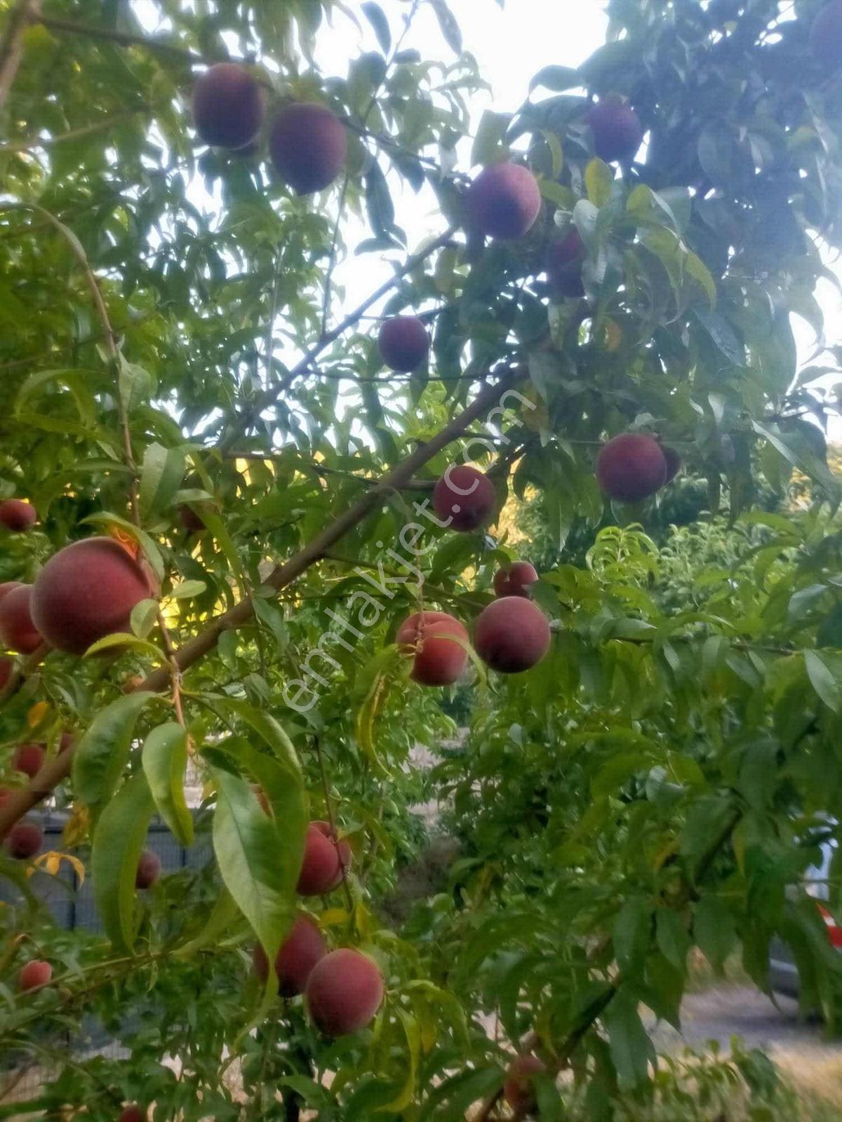 Amasya Yeşilyenice Karaağaç Mevki Satılık Bağ /bahçe 820 Mk. — fotoğraf 23