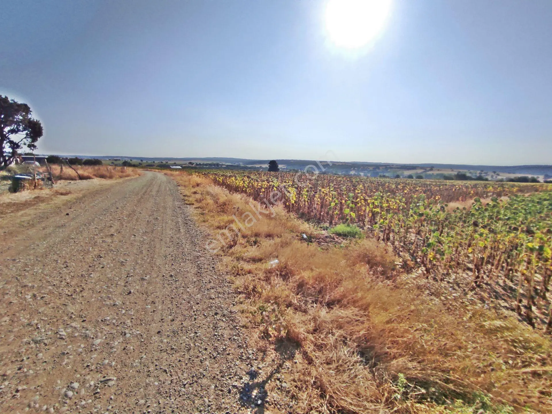 Edirne Enez Karaincirli Köyünde 1540,m2-bahçe — fotoğraf 6