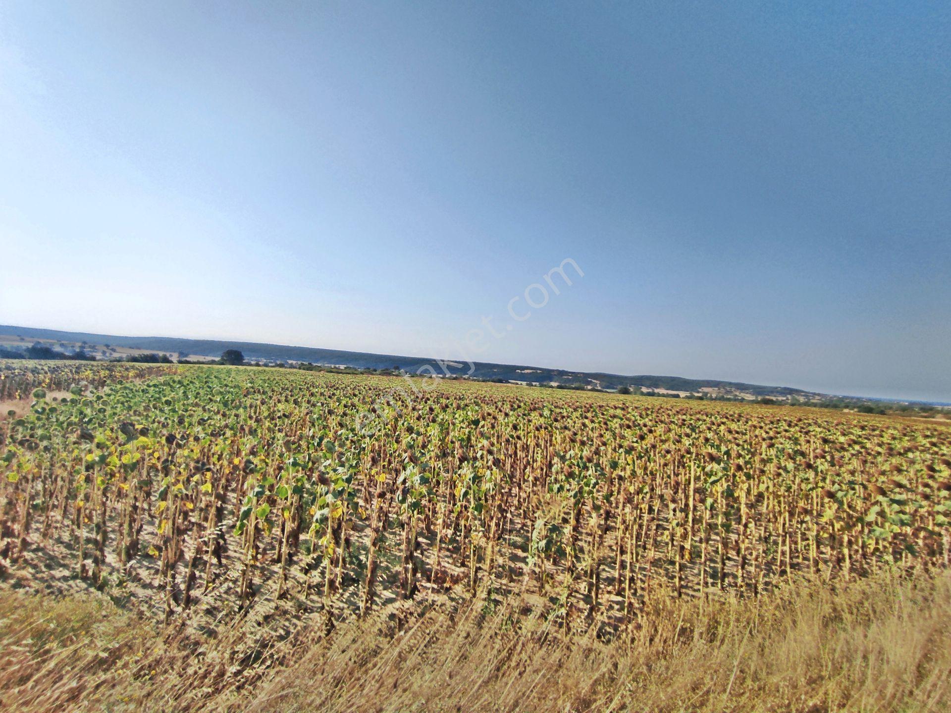 Edirne Enez Karaincirli Köyünde 1540,m2-bahçe — fotoğraf 23