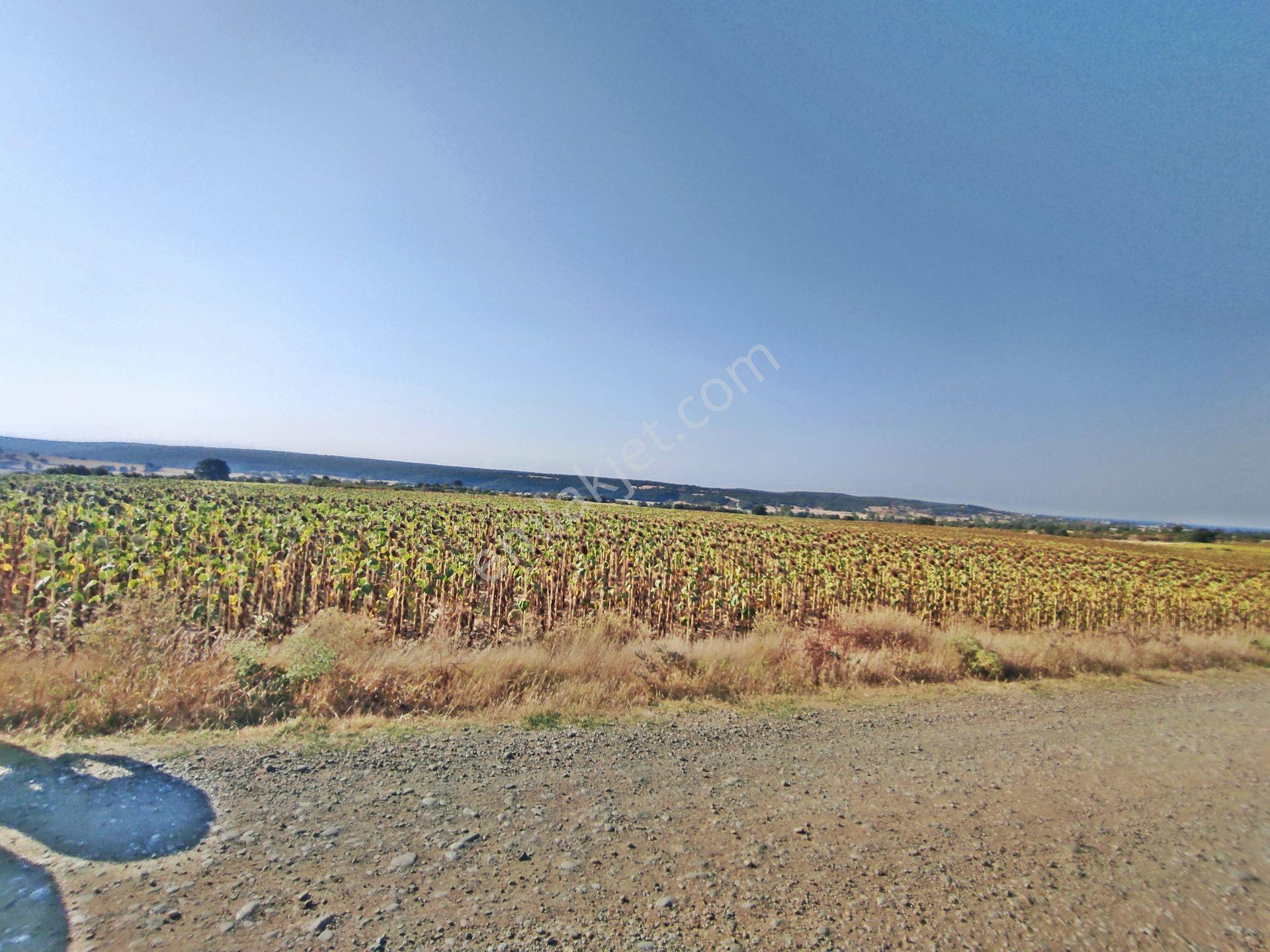 Edirne Enez Karaincirli Köyünde 1540,m2-bahçe — fotoğraf 24