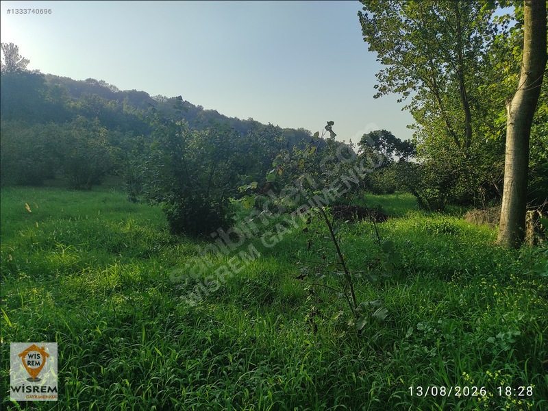 Denize 500 Metre Mesafe - Dere Kenarı - Hisseli Satılık Fındık — fotoğraf 2