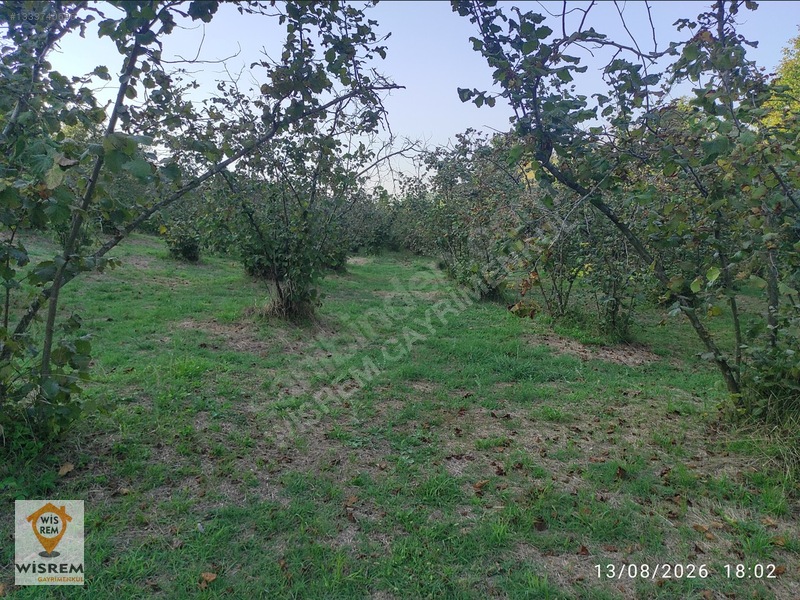 Denize 500 Metre Mesafe - Dere Kenarı - Hisseli Satılık Fındık — fotoğraf 6
